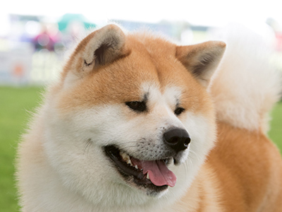 Japanese Akita Inu headshot