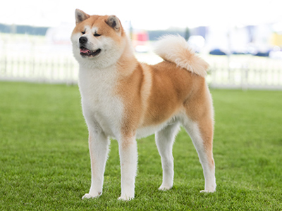 Japanese Akita Inu standing