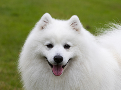 Japanese Spitz headshot