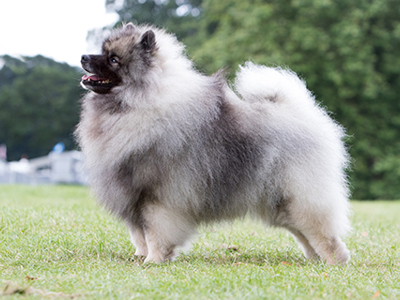 Keeshond standing