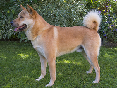 Korean Jindo standing