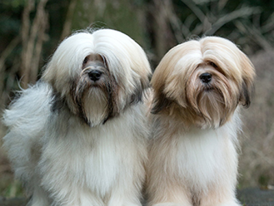 Lhasa Apso headshot