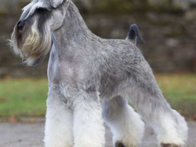 Miniature Schnauzer standing