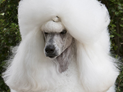 Poodle standard headshot