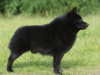 Schipperke standing