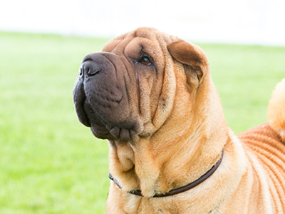Shar Pei headshot