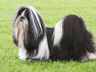 Shih Tzu standing