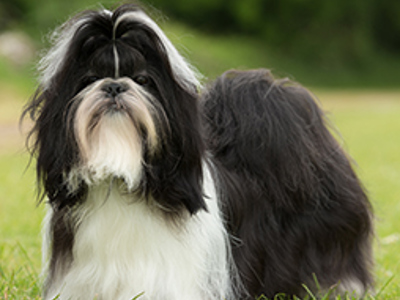 Shih Tzu headshot