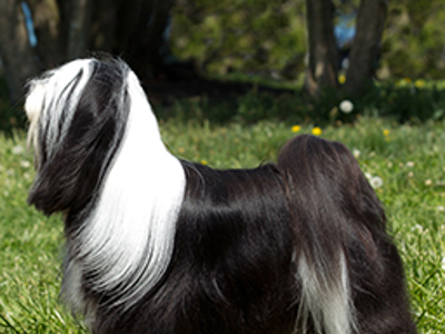 Tibetan Terrier standing