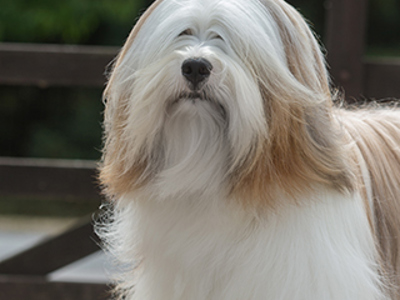 Tibetan Terrier headshot