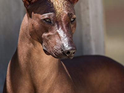 Xoloitzcuintle Int headshot