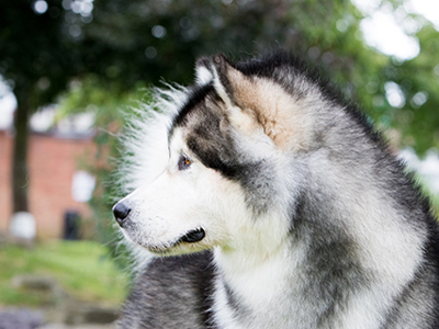 Alaskan Malamute headshot