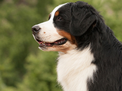 Bernese Mountain Dog headshot