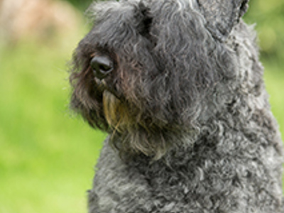 Bouvier Des Flandres headshot