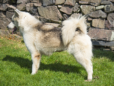 Canadian Eskimo Dog standing