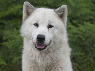 Canadian Eskimo Dog headshot
