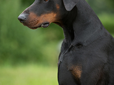 Dobermann headshot