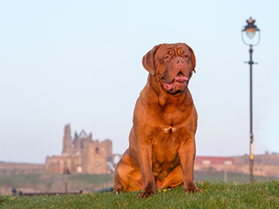 Dogue de Bordeaux headshot