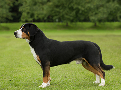 Entlebucher standing