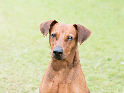 German Pinscher headshot