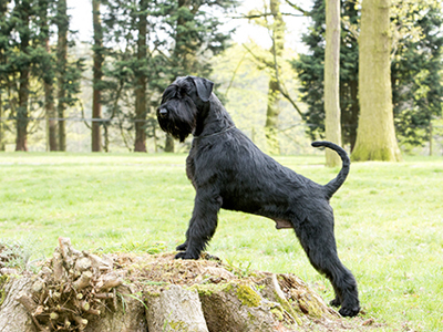 Giant Schnauzer standing