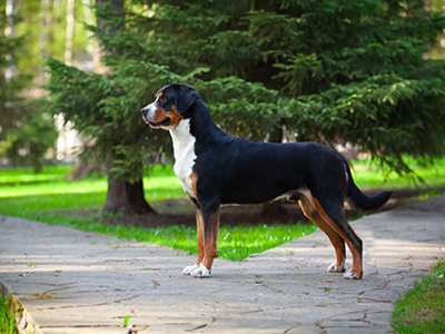 Great Swiss Mountain Dog standing