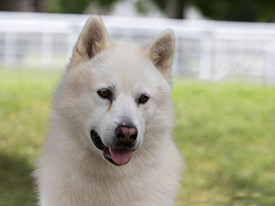 Greenland Dog headshot