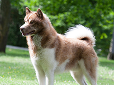 Greeland Dog standing