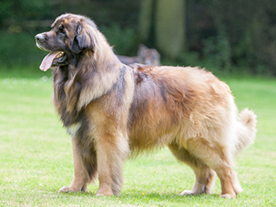 Leonberger standing
