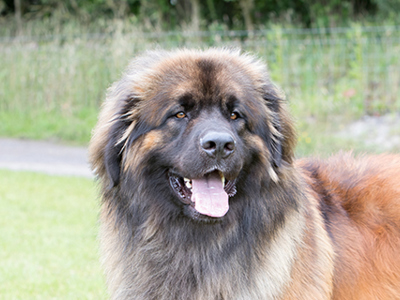 Leonberger headshot