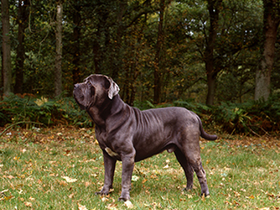 Neapolitan Mastiff standing