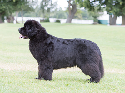Newfoundland standing