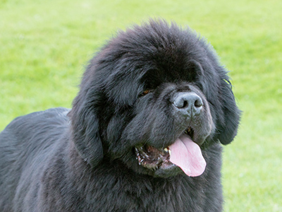 Newfoundland headshot