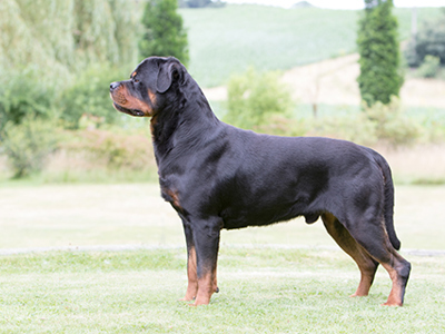 Rottweiler standing