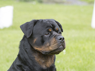 Rottweiler headshot