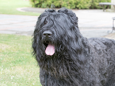 Russian Black Terrier headshot