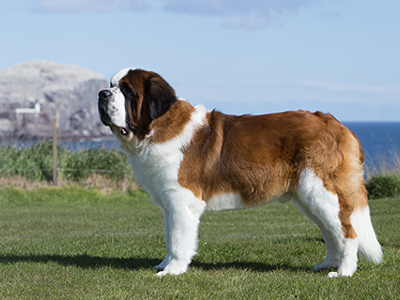 St. Bernard standing