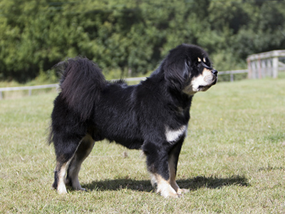 Tibetan Mastiff standing
