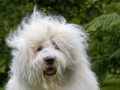 Old English Sheepdog headshot