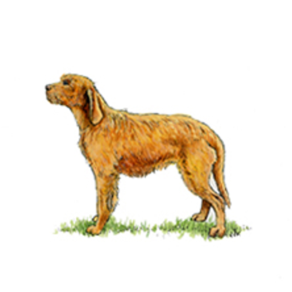 Griffon Fauve De Bretagne illustration