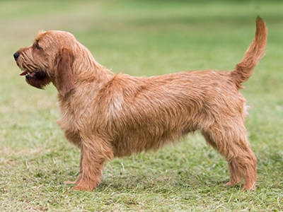 Basset Fauve De Bretagne standing