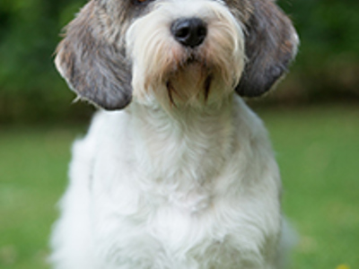 Basset Griffon Vendeen (Petit) headshot
