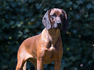 Bavarian Mountain Hound standing