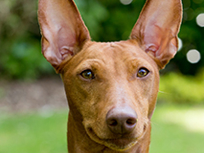 Cirneco Dell'Etna headshot