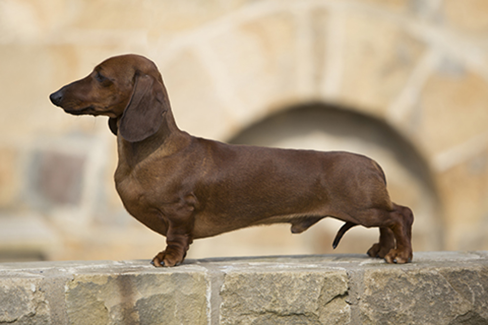 Dachshund (Miniature Smooth Haired) standing