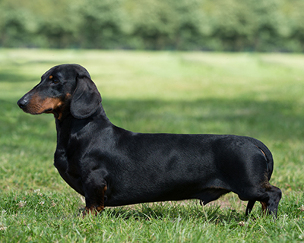 Dachshund (Smooth Haired) standing