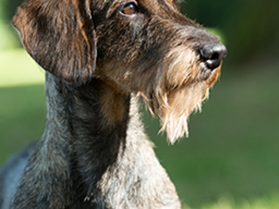Dachshund (Wire Haired) headshot