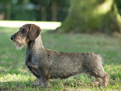 Dachshund (Wire Haired) standing