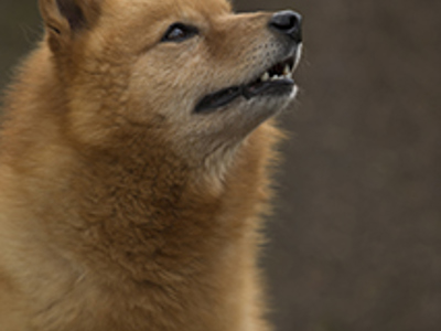 Finnish Spitz headshot