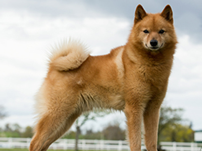 Finnish Spitz standing